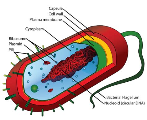 Multicellular Organisms Diagram