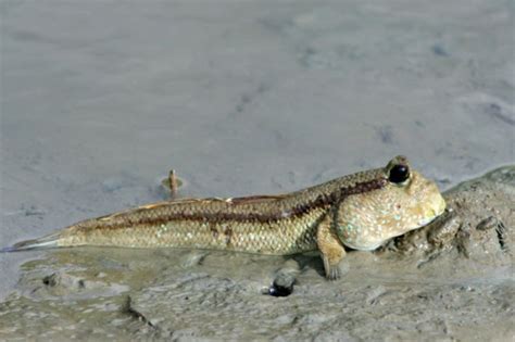 Mudskippers - Branson's Wild World