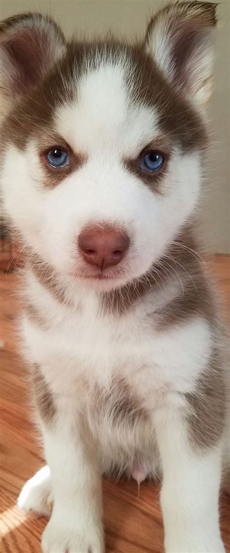 Red Siberian Husky Puppies With Blue Eyes