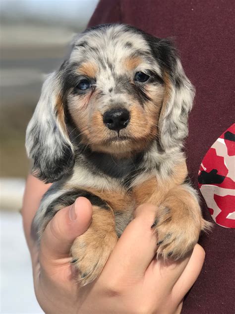 Evergreendox AKC Dachshund Puppies for sale in Washington