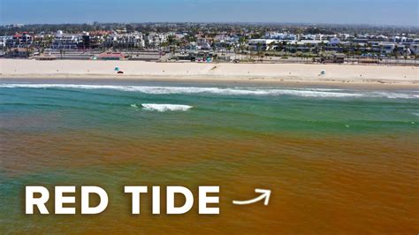 What Is a Red Tide and Why Is It Dangerous? - YouTube