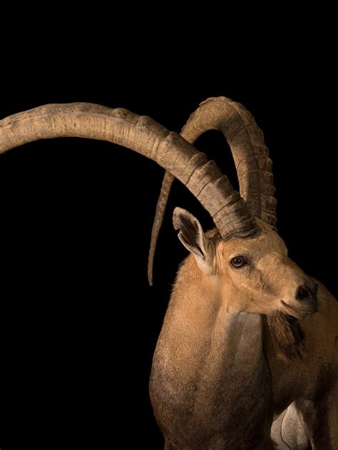 Top 171 + Animals that have horns - Inoticia.net