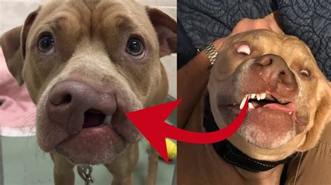 No One Wanted to Adopt This Dog With a Deformed Face Until One Family ...