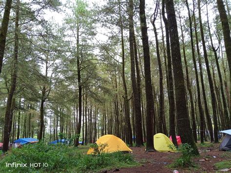 Hutan Pinus Camping Ground Lembanna - Smart City Kabupaten Gowa