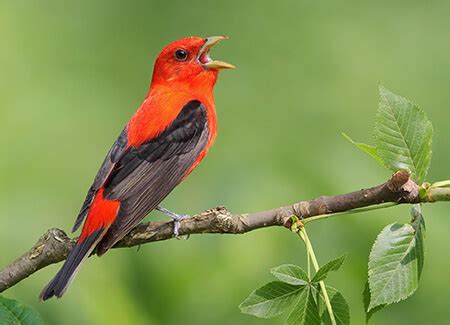 Scarlet Tanager