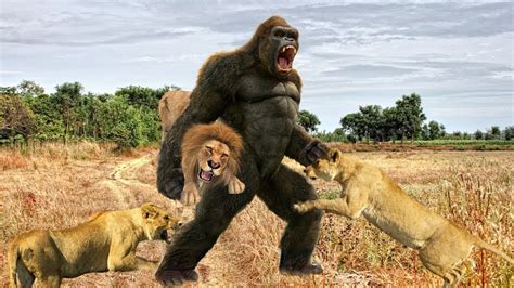 Baboons Chase And Attack Lions To Steal Lion Cubs. Wild Animal's Savage ...