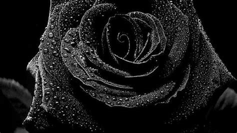 Black Rose Wallpapers - Wallpaper Cave