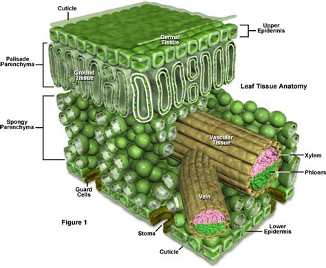 Cell Structure And Organisation Plant Tissues