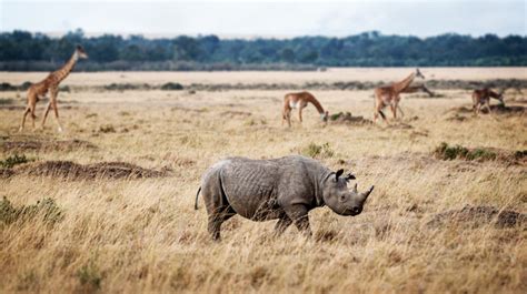 5 Little-Known Facts about Africa's 'Big Five' Animals