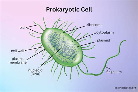 Labeled Diagram Of A Prokaryotic Cell – NBKomputer