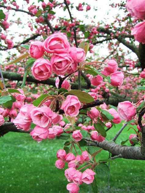 Beautiful Spring Blooming Trees • The Garden Glove