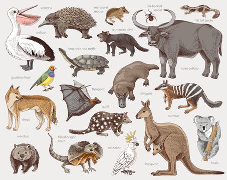 "Australian Native Animals" Images – Browse 8,646 Stock Photos, Vectors ...