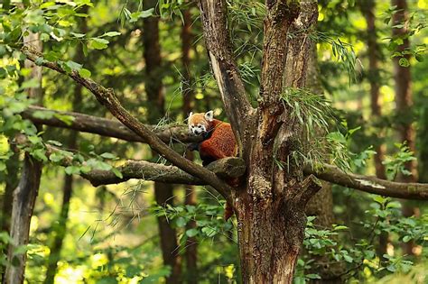 Red Panda Habitat Destruction