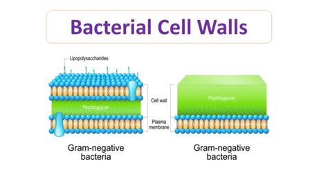 Cellular Fortresses: Unraveling Structures and Functions Across Organisms