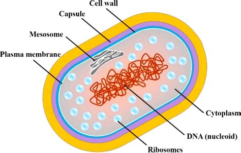 Okumak göremiyorum gözetim m tuberculosis intracellular bacteria James ...