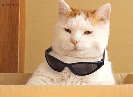 Tu vida explicada con gifs de gatos - Hay una lesbiana en mi sopa