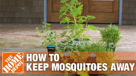 How to Get Rid of Mosquitoes Using Mosquito Control Tips | The Home ...