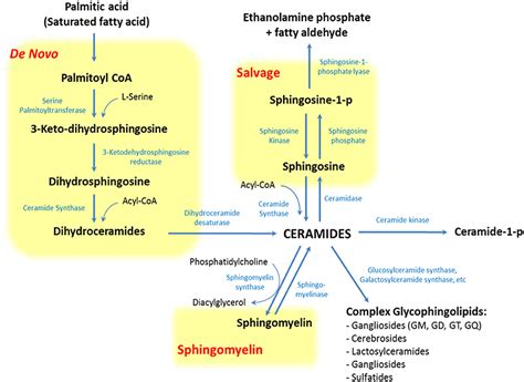 Frontiers | From Molecules to the Clinic: Linking Schizophrenia and ...