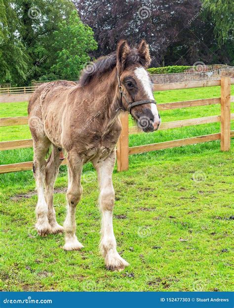 Shire Horse Foal, Sledmere House, Yorkshire, England. Stock Image ...