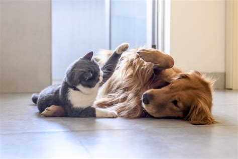 Like Cats and Dogs? Teach Your Pets to Live in Harmony – American ...