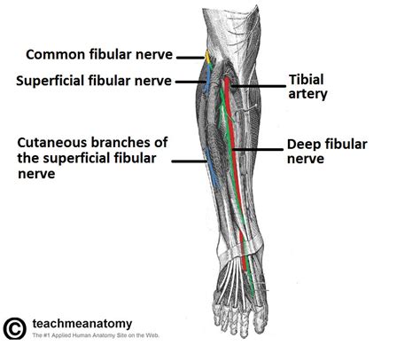 The Common Fibular Nerve - Course - Motor - Sensory - TeachMeAnatomy