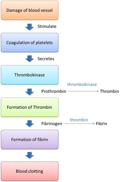 1.3.1 Mechanism of Blood Clotting - SPM Biology