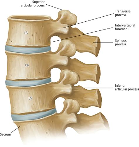 6 Lumbar Spine Anatomy | Neupsy Key