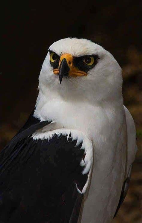 Such a beautiful bird. This is a "Black & White Hawk Eagle.. Love it 😋 ...