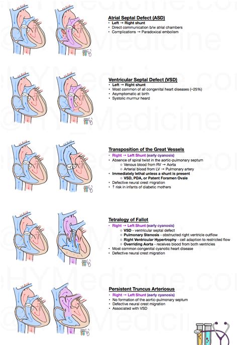 Thorax areas organs heart congenital anomalies a – Artofit