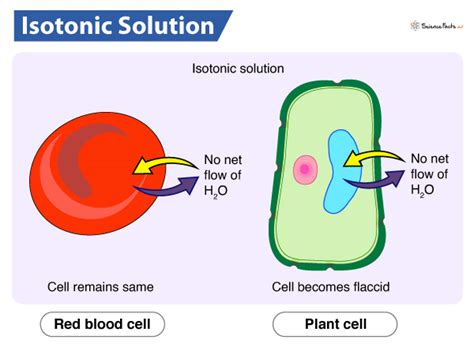 Isotonic Solution – Definition, Meaning, Examples & Diagram