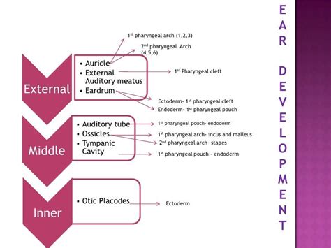 Ear development