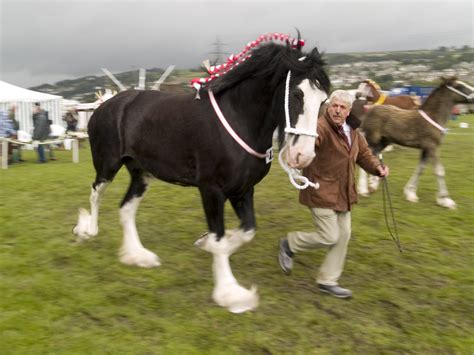 Shire Horse Show - On The Run | A Shire Horse competition at… | Flickr