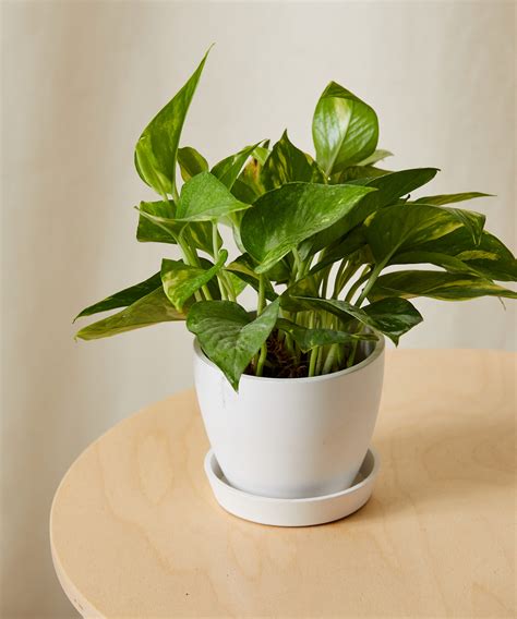 14+ Giant Pothos Plant - SiyuVachan