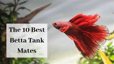 Betta Tank Mates: The 10 Best Companions for Your Betta Fish