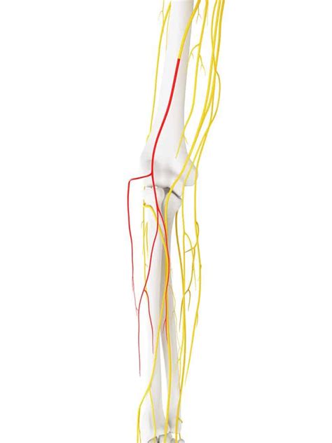 Lateral Cutaneous Nerve of the Forearm - Course - TeachMeAnatomy