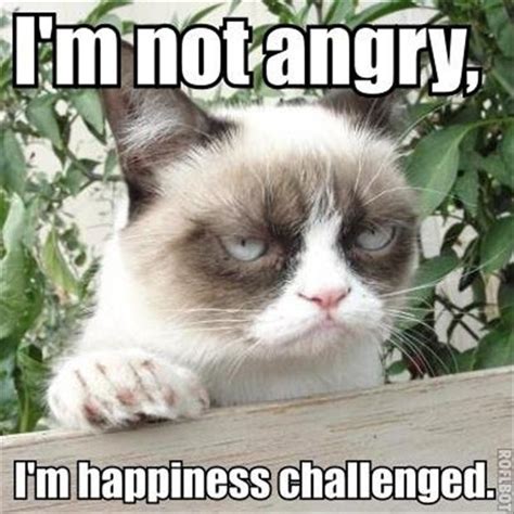 grumpy cat, funny cats - Dump A Day