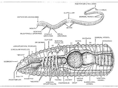 Earthworm Diagram Labeled