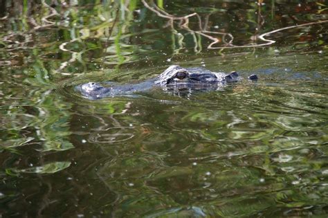 Lake Okeechobee Wildlife Pictures & Sightseeing