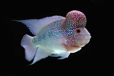 Flowerhorn Cichlid Complete Care Guide (2023)