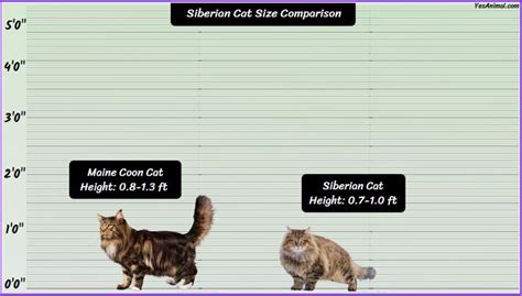 Siberian Cat Size: How Do They Compared With Other Breeds?