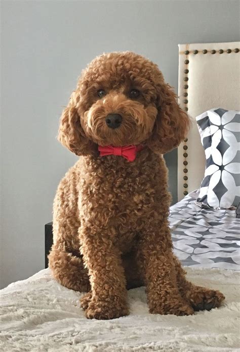 a brown dog with a red bow tie sitting on top of a white bed in a bedroom