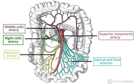 Visual Anatomy 視覚解剖学