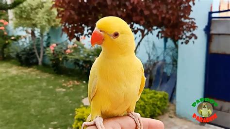 Yellow Indian Ringneck Parrot - YouTube