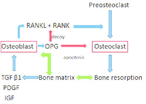 Normal bone cycle, adapted from Miller K 7 Estrogen and androgen help ...