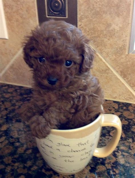 Pin by Gaby báez on Love this! | Puppies, Teacup poodle puppies, Cute dogs