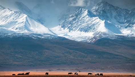 A Woolly Mammoth Graveyard Was Found In Siberia, And Research Suggests ...