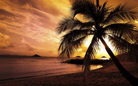 landscape, Sunset, Beach, Palm Trees, Nature Wallpapers HD / Desktop ...