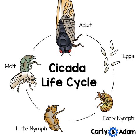 Cicada Activities for Kids — Carly and Adam