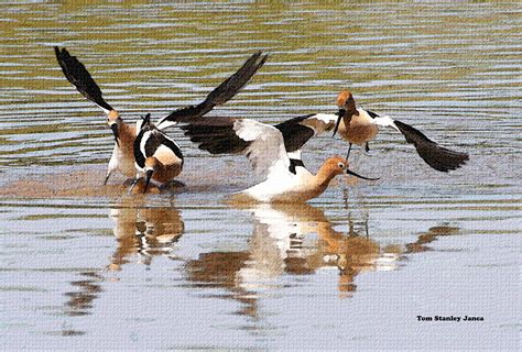 Avocet Settling Differences Photograph by Tom Janca - Fine Art America