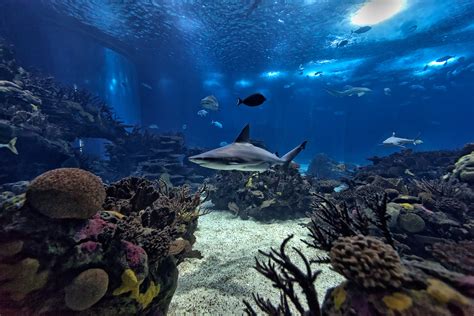 Oceanario de Lisboa (16) - Pedro Mota Fotografia – Automotive & Fine Art